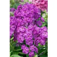 Phlox Pan.Flame-Ser.Lilac Flame R Ca. 11x11 cm Topf