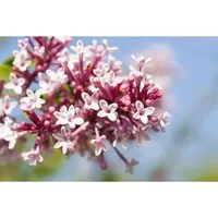Syringa Microphylla Zwergflieder 100-125 cm – Kompakter Blütenstrauch - Der Zwergflieder bringt üppige, duftende Blüten und eine kompakte Wuchsform mit, ideal für kleine Gärten oder Terrassen. Pflegeleicht und dekorativ, passt er perfekt in Kübel oder Gruppenpflanzungen.
