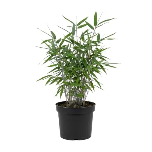 Produktbild Bloomique