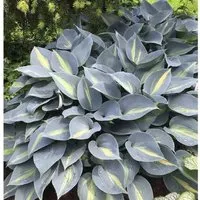 Produktbild Funkie Grand Marquee - Hosta cultorum