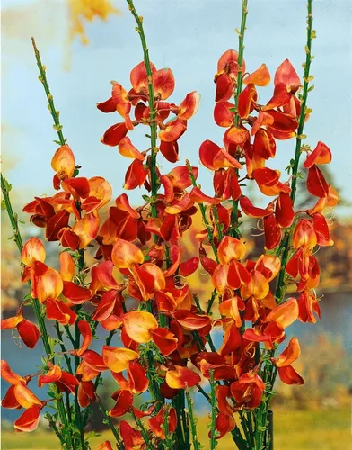 Cytisus scoparius Fulgens - Roter Besenginster - Robuste Gehölze für sonnige Standorte, ideal für sandige Böden. Aufrechter, buschiger Wuchs mit leuchtend roten Blüten von Mai bis Juni. Perfekt für Gärten und Terrassen.