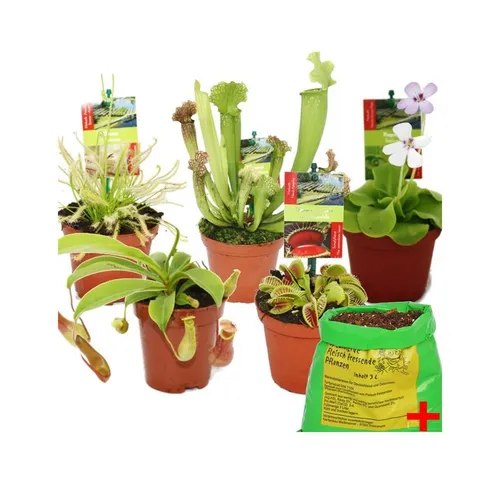 Exotenherz Zimmerpflanze Starter Set: Fleischfressende Pflanzen - Starter Set mit 5 beliebten fleischfressenden Pflanzen und 3 Litern Spezialerde. Ideal für Pflanzenliebhaber, die faszinierende Fangmethoden entdecken möchten.