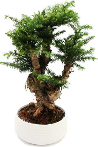 Bäume Grün von Exotenherz