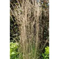 Calamagrostis X Acutiflora Overdam Ziergras Ca. 9X9 cm Topf
