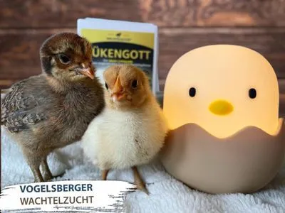 WachtelGlück® Kükengott Kükenlampe wachtel wachteln küken