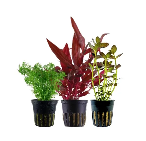 Wasserpflanzen von AquaOne