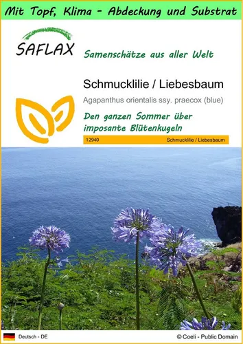 SAFLAX Blumensamen SAFLAX - Garden to go - Schmucklilie / Liebesbaum