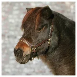 Waldhausen STAR Lederhalfter Diamond - Reiten: Robustes Lederhalfter mit farbig unterlegtem Nasenriemen und Genickstück, perfekt anpassbar durch mehrfach verstellbare Riemen.