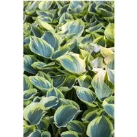 Hosta Fluctuans Sagae Funkie Ca. 11x11 cm Topf