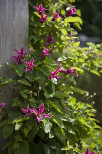 Clematis Texensis Princess Diana – Elegante Kletterpflanze mit rosafarbenen Blüten - Die Clematis ‘Princess Diana’ begeistert mit tulpenförmigen, rosafarbenen Blüten und einem kompakten Wuchs von 100–150 cm. Ideal für Rankgitter und Kübel, bringt sie Farbe und Struktur in jeden Garten.