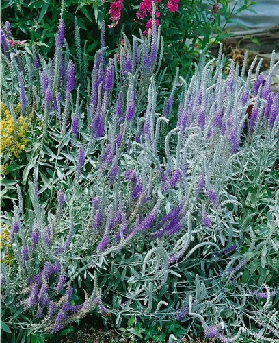 Pflanzen für Dich Staude Veronica spic. incana, 1 St., Silber-Ehrenpreis, Silber-Ähriger Ehrenpreis