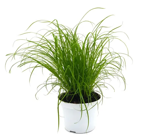 Katzengras (Cyperus Zumula)