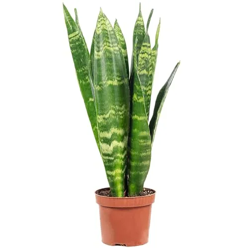 Value Greens Sansevieria 'Black Coral' - Pflegeleichter Bogenhanf - Grünpflanzen mit eleganten, dunkelgrünen Blättern. Ideal für jedes Zuhause, pflegeleicht und sorgt für ein gesundes Raumklima.