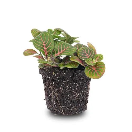 urbanjngl.com - Fittonia Bubble Red - Mosaikpflanze