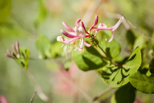 Pflanzen für Dich Kletterpflanze Lonicera heckrottii 'Goldflame' - Bienenfreundliches Geißblatt - Kletterpflanze für romantische Gärten: Das Goldflame-Geißblatt begeistert mit zweifarbigen Blüten und zieht Schmetterlinge an. Pflegeleicht und winterhart, ideal für Zäune und Pergolen.