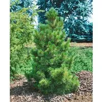 Pinus Cembra Zirbelkiefer Immergrün 150–175 cm