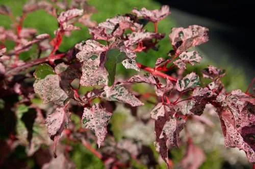 Acer conspicuum 'Red Flamingo' - Schlangenhaut-Ahorn - Ziergehölz mit einzigartiger, rot-weißer Rinde und farbenfrohen Blättern. Pflegeleicht, winterhart und bienenfreundlich – ideal für jeden Garten!