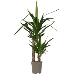 Plant in a Box Yucca Palme - Elephantipes Höhe 70-80cm