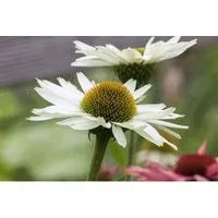 Echinacea Purpurea Virgin R Ca. 11x11 cm Topf