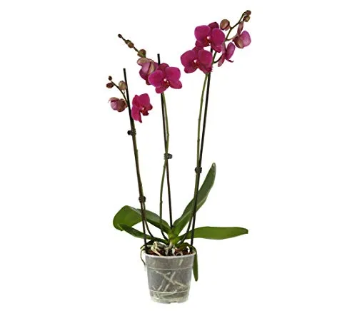 Dehner Schmetterlingsorchidee, dreitriebig mit lila Blütenrispen, 70-80 cm - Robuste Zimmerpflanze mit lila Blütenrispen, ideal für helle Standorte. Pflegeleicht und perfekt als Geschenk. Variationen in Form und Farbe sind möglich.