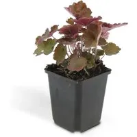 Exotenherz Purpurglöckchen Heuchera 'Palace Purple' 9cm Topf Set mit 12 Pflanzen - Heuchera 'Palace Purple' beeindruckt mit tiefviolettem Laub und zarten Blüten. Ideal für Beete oder Kübel, pflegeleicht und winterhart, bringt Farbe in schattige Bereiche.