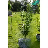 Ligustrum ovalifolium 125-150 cm – Ovalblättriger Liguster - Der ovalblättrige Liguster ist ideal für Hecken und bietet zuverlässigen Sichtschutz. Mit glänzendem Laub und zahlreichen Blüten im Frühsommer ist er pflegeleicht und passt sich gut an verschiedene Standorte an.