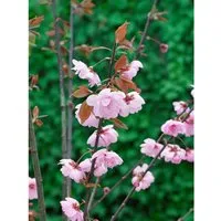 Prunus Cerasifera Pleniflora - Gefüllte Blutpflaume 80–100 cm - Die gefüllte Blutpflaume begeistert mit üppigen, rosafarbenen Blüten und tief purpurrotem Laub. Ideal als dekorativer Gartenstrauch oder Kübelpflanze für farbenfrohe Akzente in Ihrem Garten.