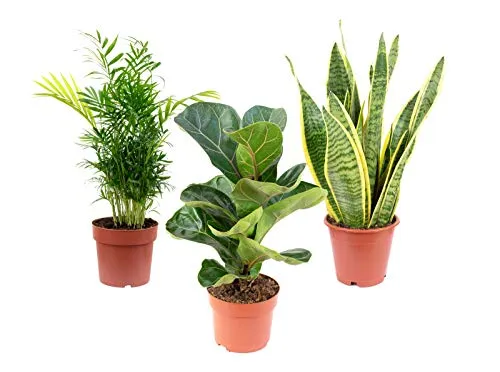 Pflegeleichte Zimmerpflanzen Premium 3er-Set - Bergpalme, Geigenfeige, Bogenhanf - Klimaverbessernde Wirkung für Wohnräume und Büros. Pflegeleichte Pflanzen mit 40 cm Höhe und 12 cm Topf-Ø, ideal für jedes Zuhause!