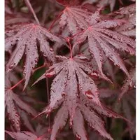 Fächer Ahorn Trompenburg 40-60cm - Acer palmatum