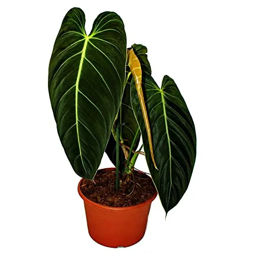 Exotenherz Philodendron melanochrysum - Schwarz-goldener Baumfreund - Der Philodendron melanochrysum begeistert mit seinen majestätischen, herzförmigen Blättern. Ideal für Ihr Wohnzimmer, verleiht er jedem Raum einen Hauch von Exotik.