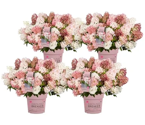 Dehner Bodendecker-Rispenhortensie Groundbreaker® Blush™, 4er Set - Weiße bis rosa Blüten - Erleben Sie die bezaubernde bodendeckende Hortensie im 4er Set. Ideal für einen Quadratmeter, winterhart bis -30 °C. Perfekt für Ihren Garten! Naturprodukte können in Form und Farbe variieren.