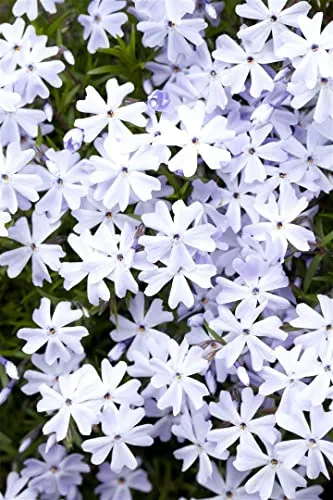 Phlox subulata 'Emerald Cushion Blue' – Robuster Polsterphlox für jeden Garten - Der Polsterphlox 'Emerald Cushion Blue' begeistert mit blau-violetten Blüten und kompakter Wuchsform. Ideal für Beete, Steingärten und als pflegeleichte Kübelpflanze.