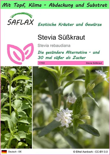 SAFLAX Kräutersamen SAFLAX - Garden to go - Stevia Süßkraut