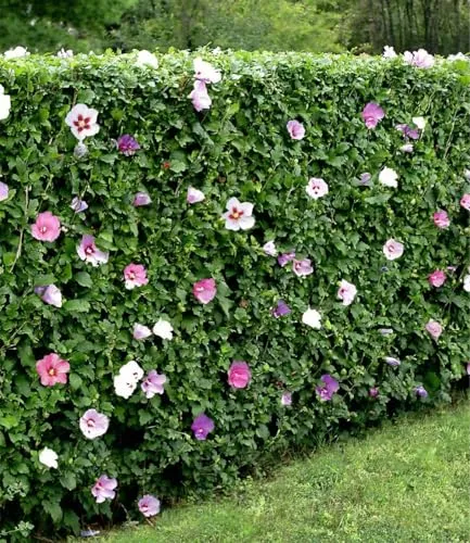 BALDUR Garten Winterharte Hibiskus-Hecke 50x - Wurzelballierte Pflanzen, ca. 20 cm hoch. Ideal für Sonne bis Halbschatten, blüht von Juli bis September. Pflegeleicht und mehrjährig, perfekt für jeden Garten!