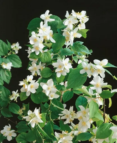 Philadelphus 'Dame Blanche', Duftjasmin