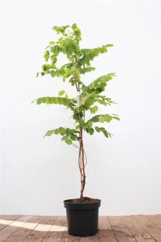 Robinia hispida 'Macrophylla' 60-100 cm - Rosa Robinie, rosafarbene Blüten, Blütezeit Mai-Juni, ideal für Rabatten, bienenfreundlich, winterhart
