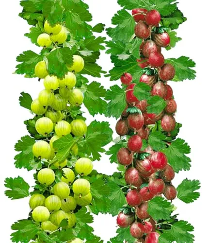 BALDUR Garten Säulen-Stachelbeeren Kollektion von BALDUR-Garten