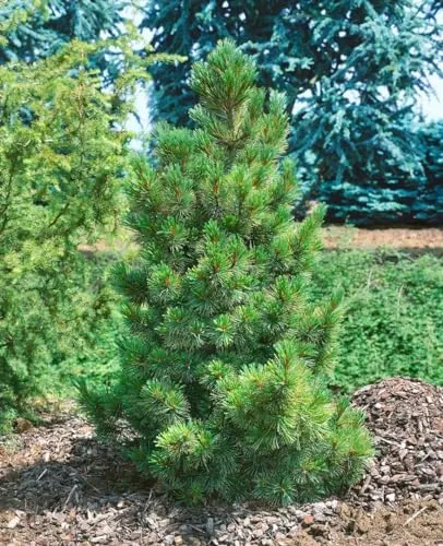 Pinus cembra 60-70 cm - Zirbelkiefer - Baumsamen & -pflanzen, immergrün und pflegeleicht, ideal für Hecken und als Solitärpflanze, winterhart bis -30 °C, duftendes Holz für individuelle Gartenakzente.