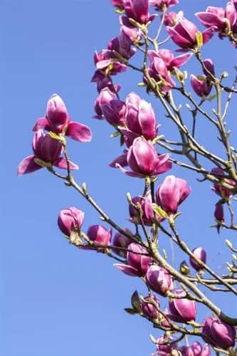 Produktbild Magnolia liliiflora 'Nigra', Purpur-Magnolie, 40–60 cm
