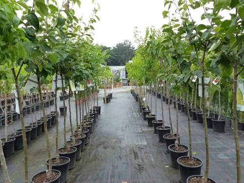 Echter Walnussbaum Juglans regia 180 cm - gruenwaren Jakubik - Samen & Pflanzen von Hecken & Sträuchern, winterhart und mit kräftigem Stamm, ideal als Blickfang für Garten oder Terrasse.