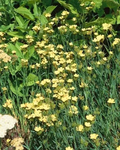 Produktbild Dianthus knappii 9x9 cm Topf – Winterhart, Mehrjährig, Pflegeleicht – Steingarten-Nelke – Staude für Steingarten & Beet