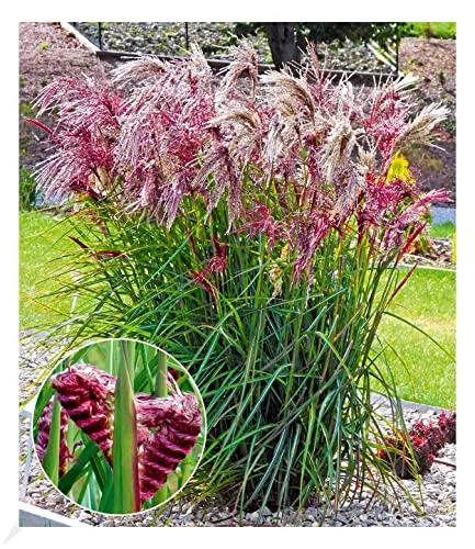 Produktbild BALDUR Garten Miscanthus Boucle®