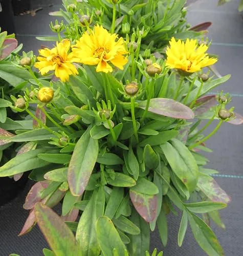 Großblumiges Mädchenauge Presto