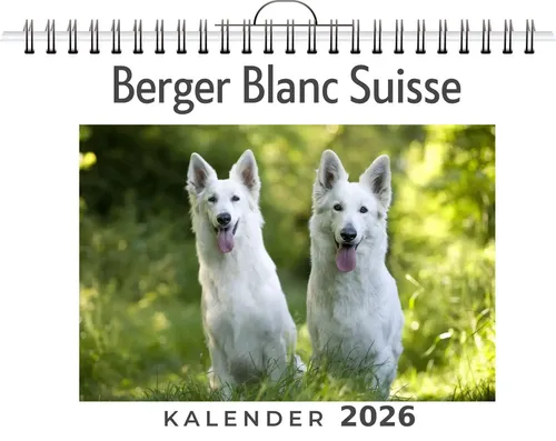 Finn Hartmann | Berger Blanc Suisse | Kalender | Deutsch | 2026 | FlipFlop