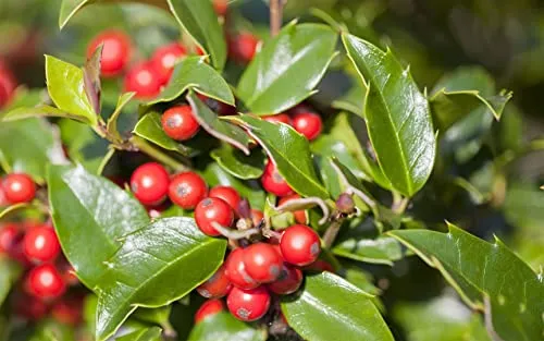 Ilex meserveae 'Blue Girl' 9x9 cm Topf – Winterhart, Immergrün, Pflegeleicht – Stechpalme – Heckenpflanze für Garten & Sichtschutz