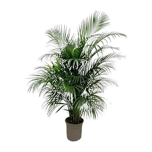 Goldfruchtpalme Dypsis Lutescens Areca-Palme Zimmerpflanze 150cm Ø24cm