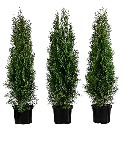 Dehner Thuja Lebensbaum Smaragd