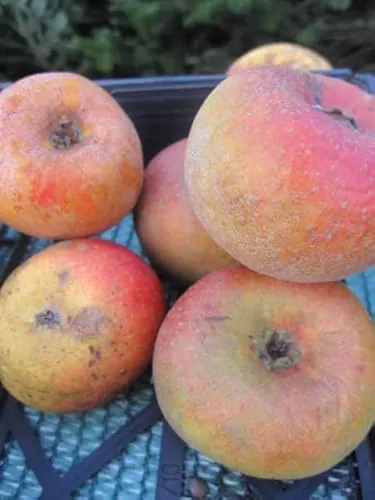 Winterapfel Königlicher Kurzstiel von Baumschule