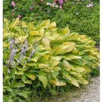 Produktbild Funkie June Fever - Hosta cultorum