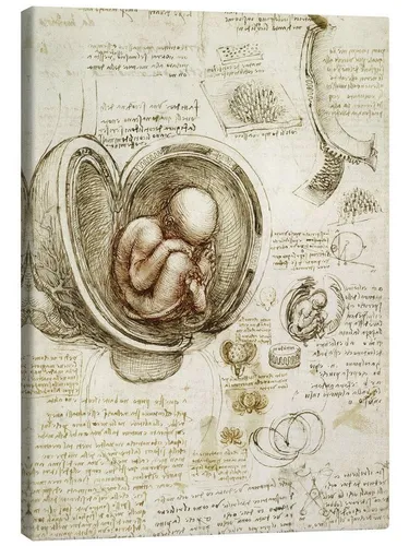 Posterlounge Wandbild Studien des Embryos, Leonardo da Vinci, erhältlich als Poster, Leinwandbild, Wandsticker oder Acrylglasbild